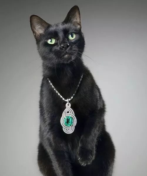 黑猫不吉利?拜托,它明明是最酷的主角