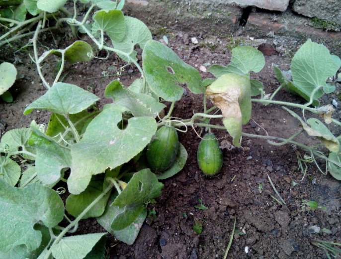 老鼠瓜:为葫芦科栝楼属植物,农村很多田野及山坡上都长有一种野生果