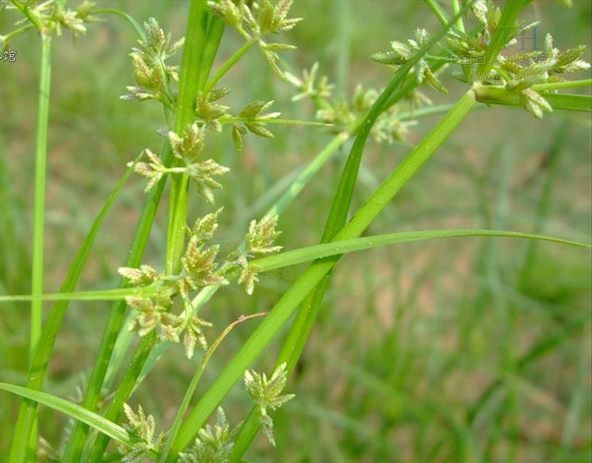 褐穗莎草知识免费科普,看一看你了解多少?