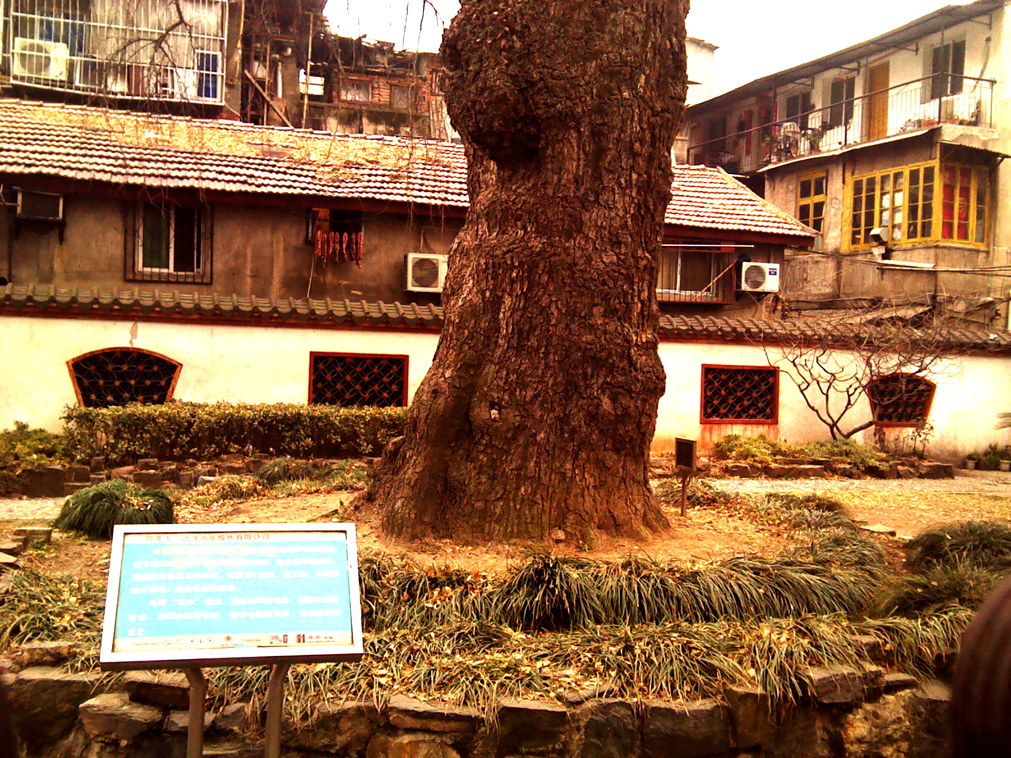 晴川历历汉阳树,这棵树就在这,冬天叶子虽然落了,但它还活着
