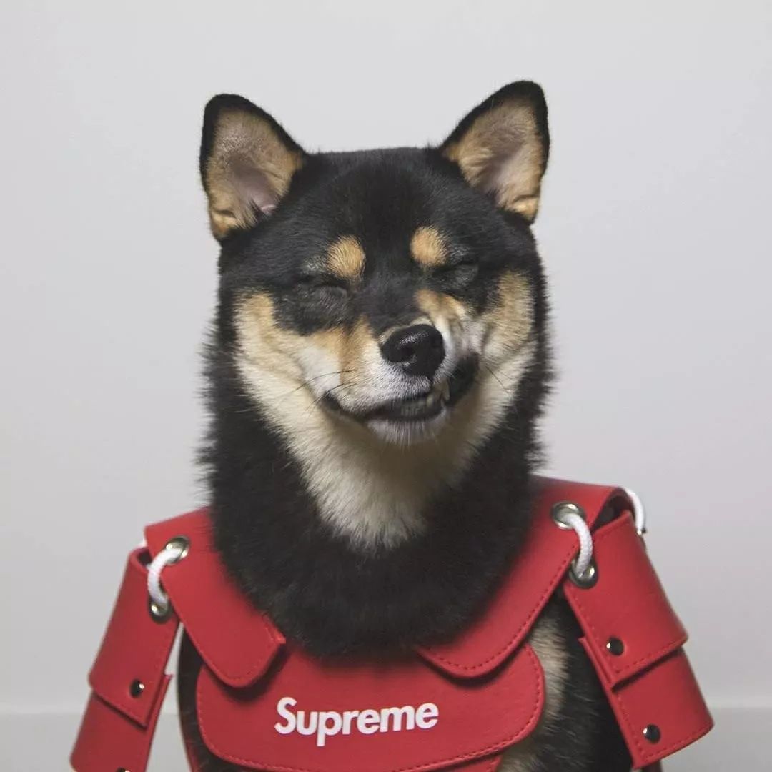 人不如狗系列-狗狗也要潮牌装