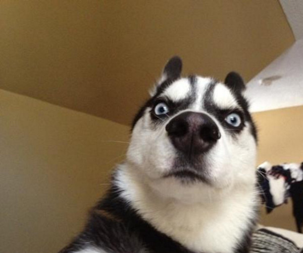 狗狗智商排行榜哈士奇未能上榜,二哈表示不服:我拆家拆的不好吗