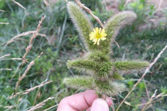 农村常见的"狗尾巴草"过去农村娃都爱玩,如今是一味珍贵的草药