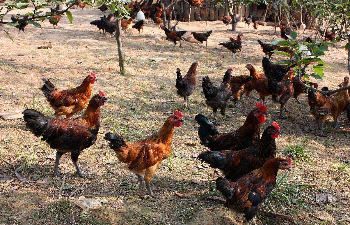 森林土鸡营养价值高,想要养殖好,需要注意这些问题