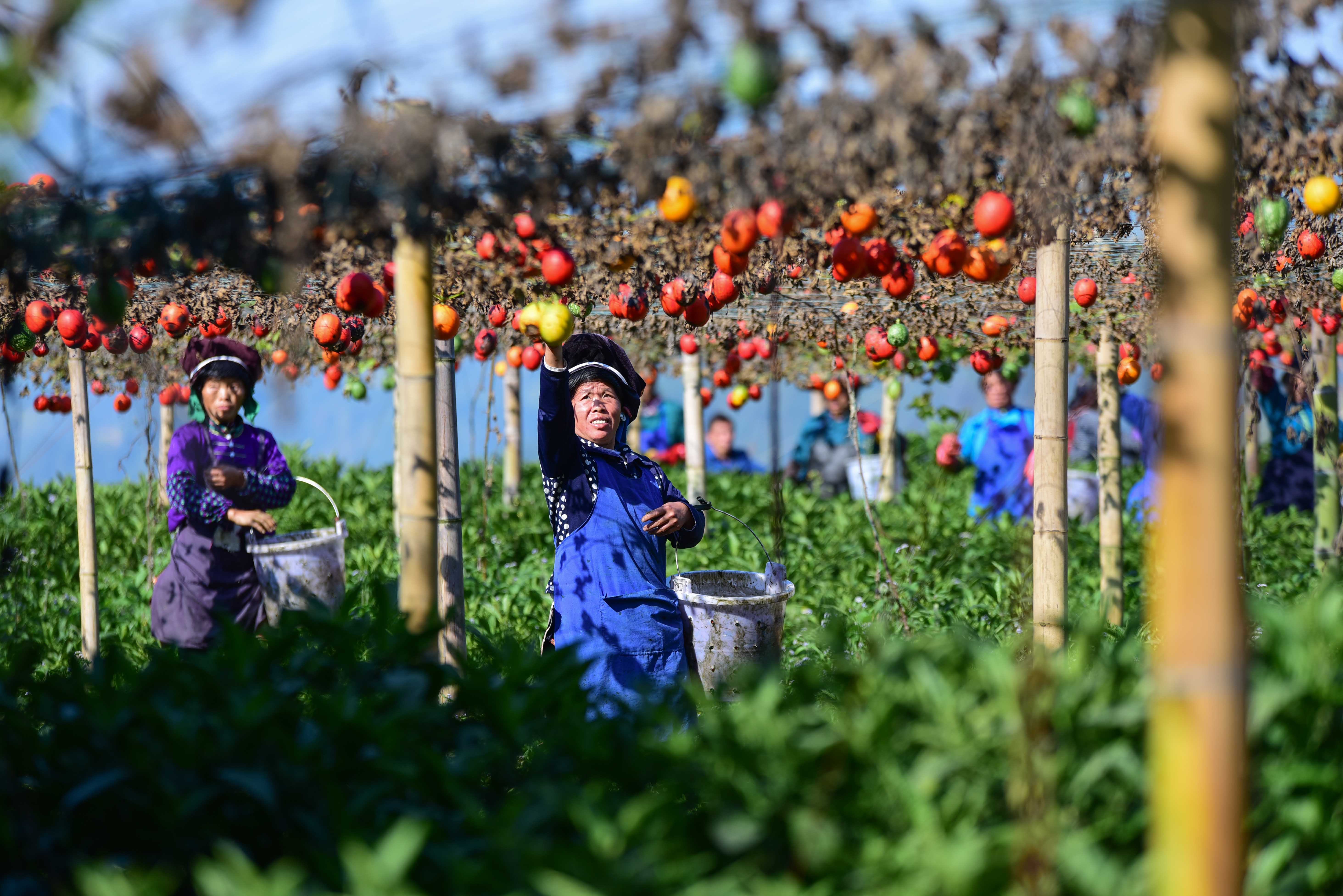 贵州丹寨:"套种产业"喜丰收