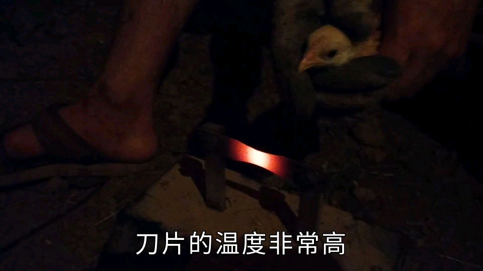 今晚小鸡脱温,顺便给小鸡切嘴,搞到凌晨一点多,没有损耗