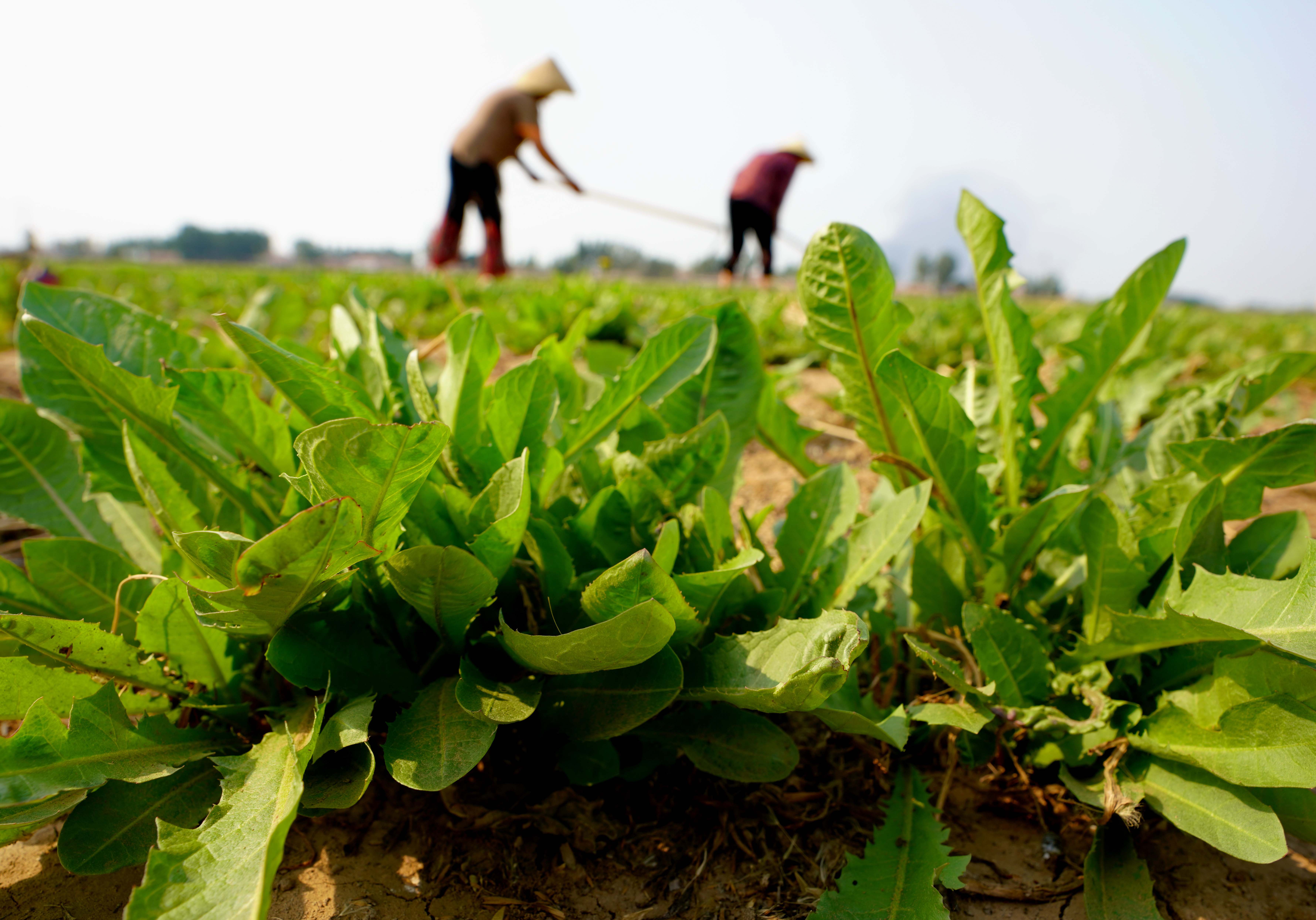 全国野菜种植基地图片