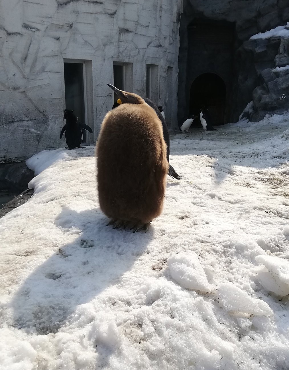 帝企鹅宝宝好像一个超大号的猕猴桃,萌skr人!