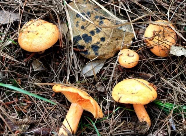 这种蘑菇是野生菌之王,十分的珍贵,只长在松树林里