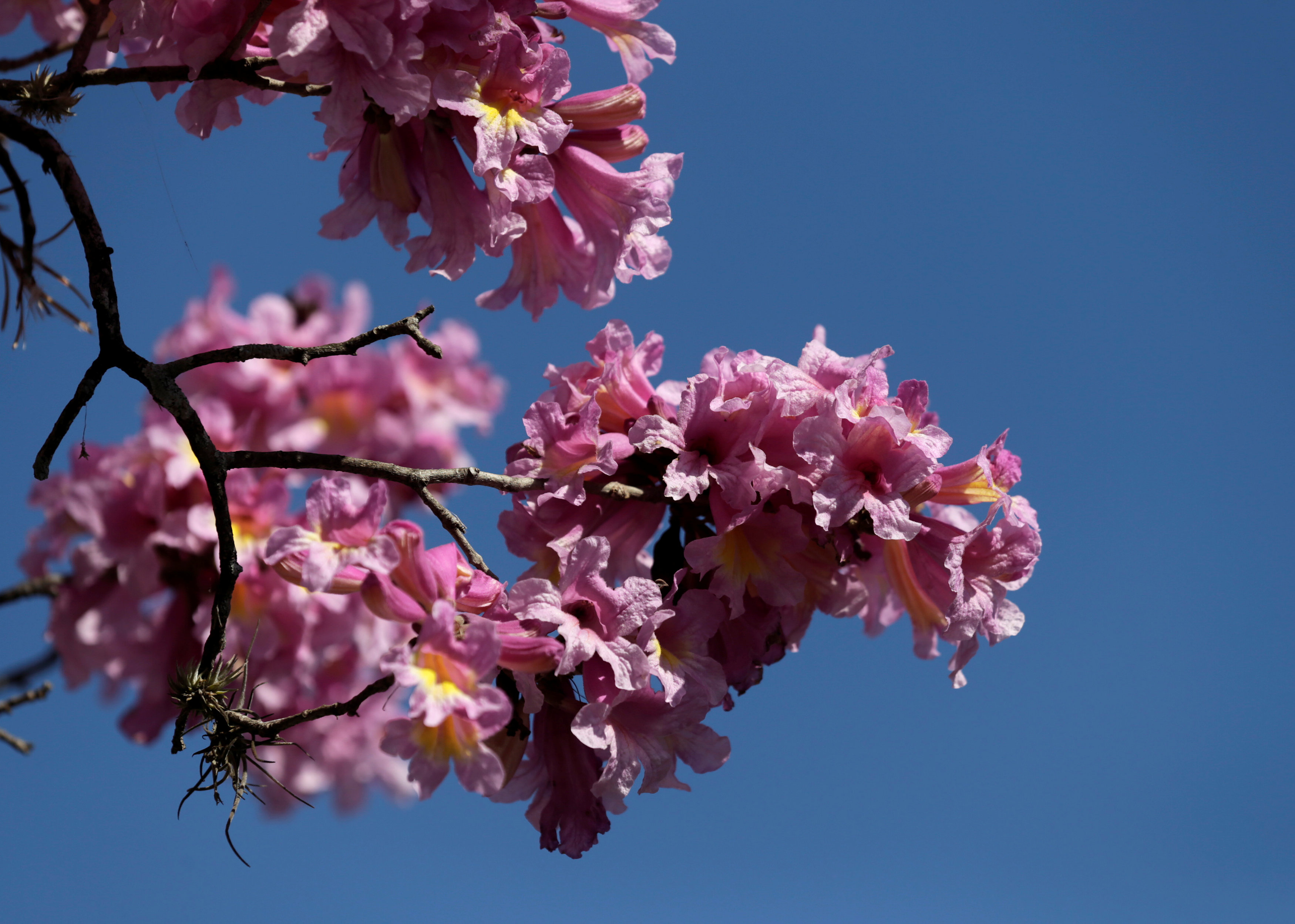 紫花风铃盛开(4)