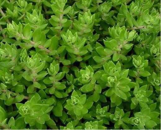 傻瓜式绿植,垂盆草是什么?想要挂起来观赏该怎么养护?