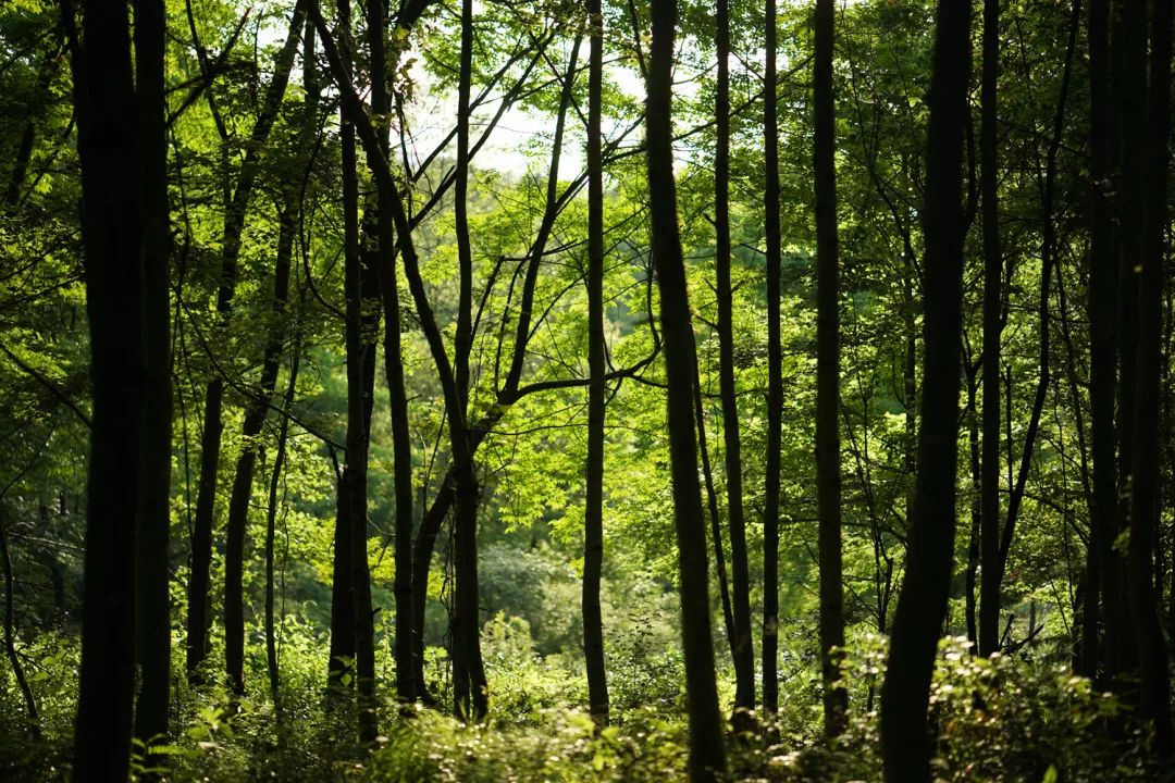 美上天,夫妻搬离城市隐居安徽农村,5间房两亩地活在诗里!
