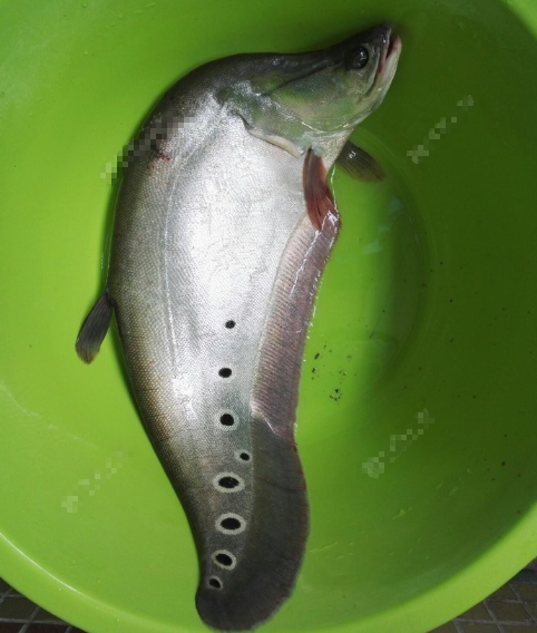 惠州钓鱼人东江钓起"巨型刀鱼",体长半米多,可能价值上千?