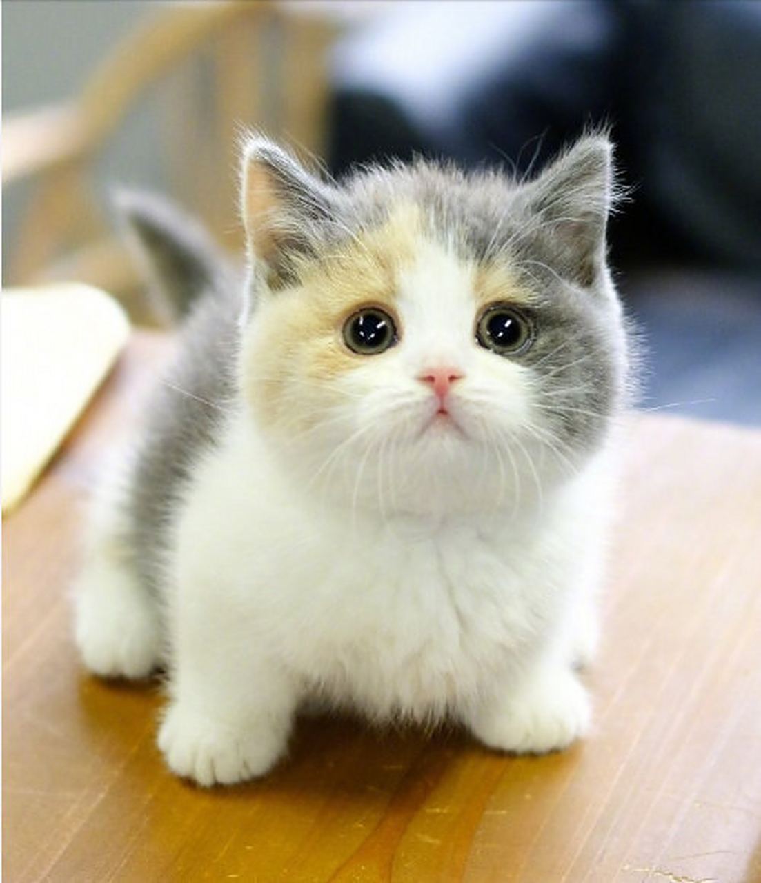 三花矮脚猫,怎么会有这么甜美的小猫咪啊#发现美好时光