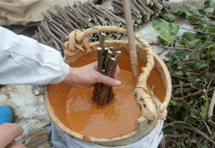 乡下花农的1桶"黄泥浆",可是扦插,嫁接,育苗的必备品,好用