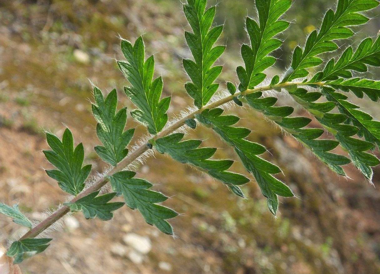 白毛仙野菜图片