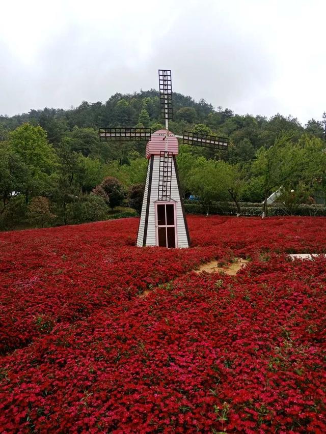 龙岩上杭梅花山的中国虎园