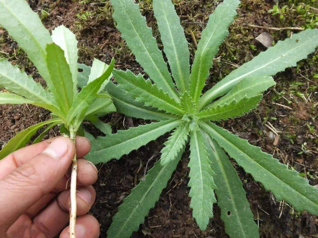 二:凄凄芽.凄凄芽你们知道吗?就是一种叶子上长满刺的野菜.