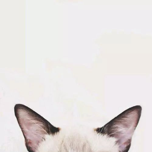 猫咪版情侣头像来啦,赶紧保存吧!