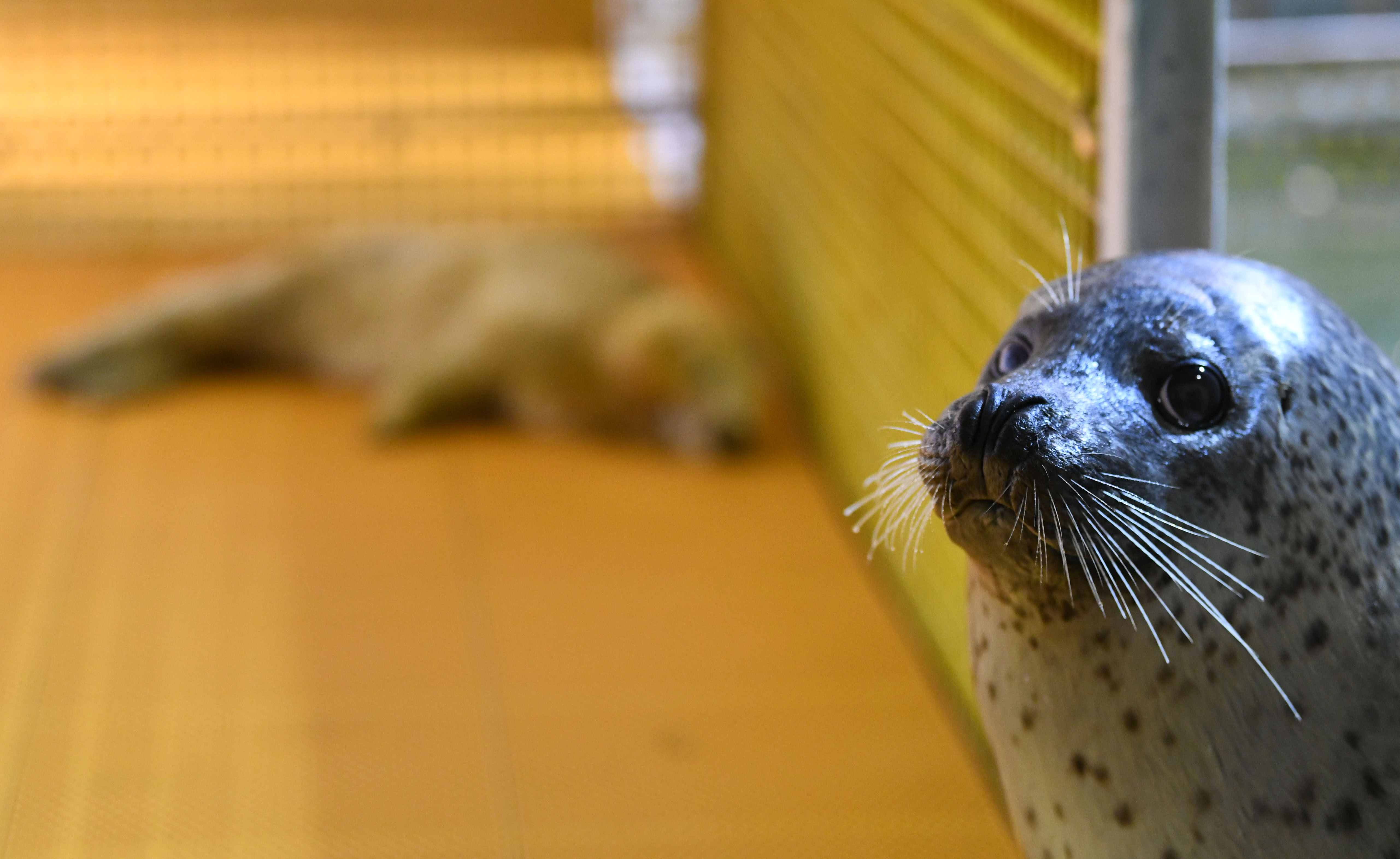 哈尔滨极地馆:海豹妈妈诞下"萌宝"