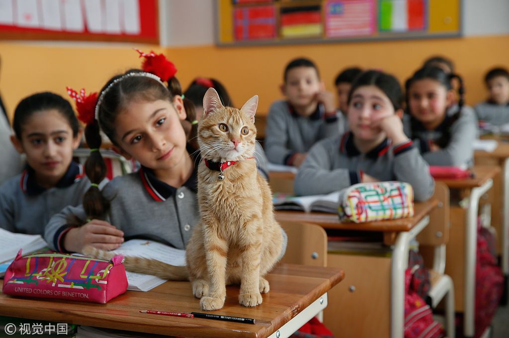 土耳其"教室猫"乱入小学课堂 与学生一起上课到处溜达