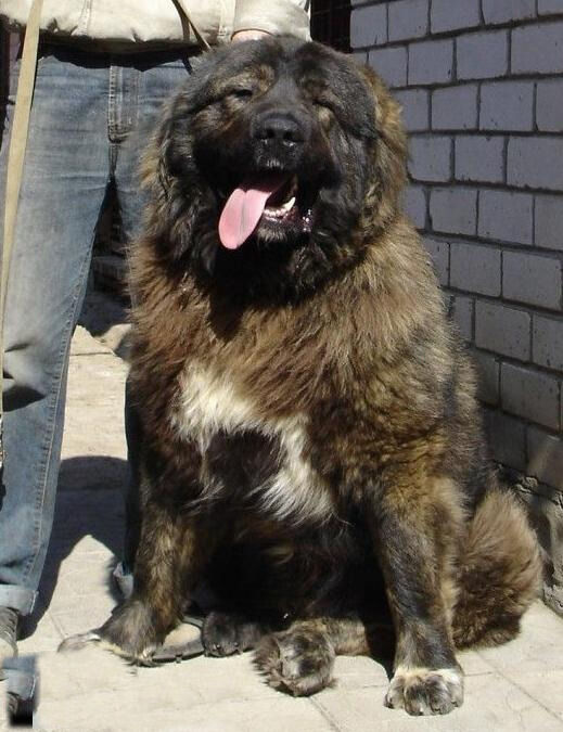 900斤高加索犬巨型图片