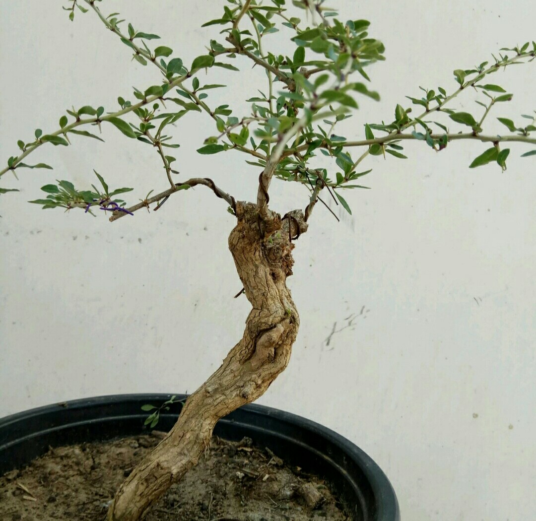 枸杞- 热门商品专区