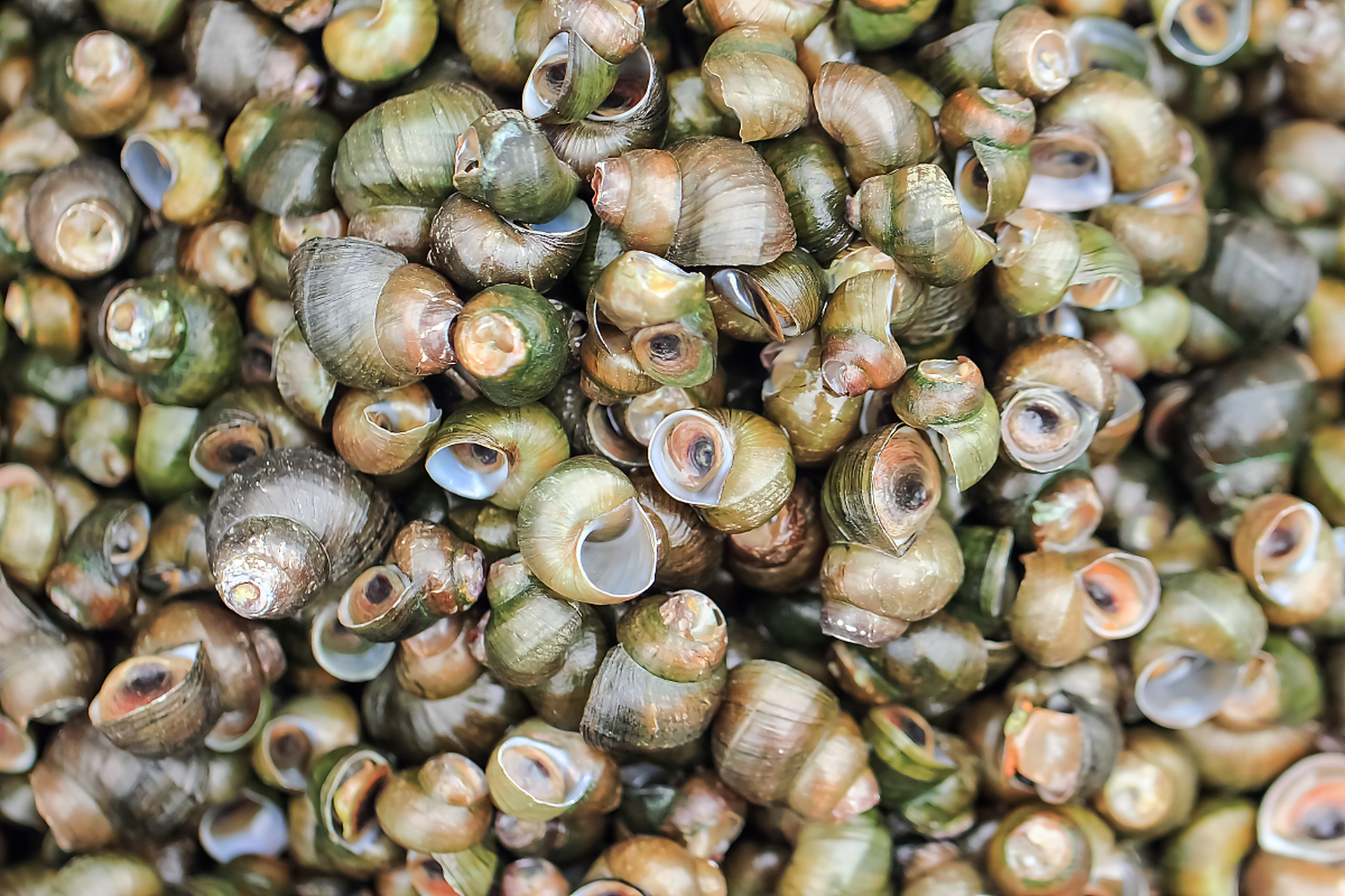 摘要: 山坑螺养殖成功需关注水质管理,饲料选择,养殖