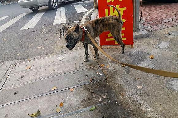 這隻土狗看門真厲害,剛到門口它就鬧個不停,見到主人立馬老實