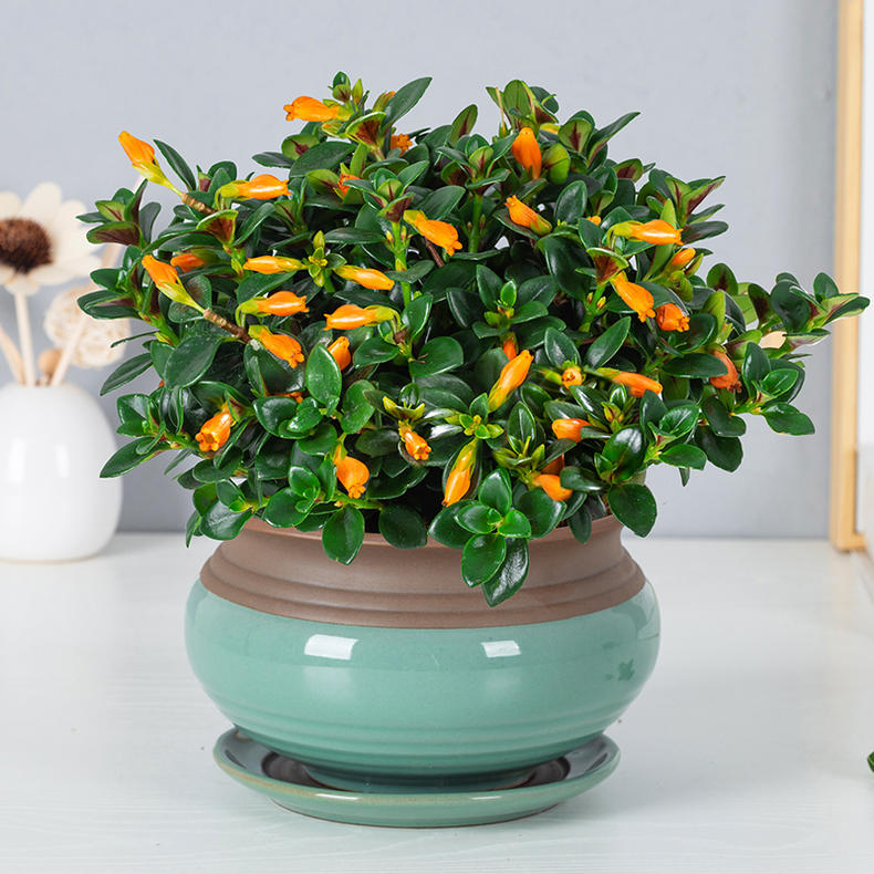 金鱼盆栽 - 热门商品专区