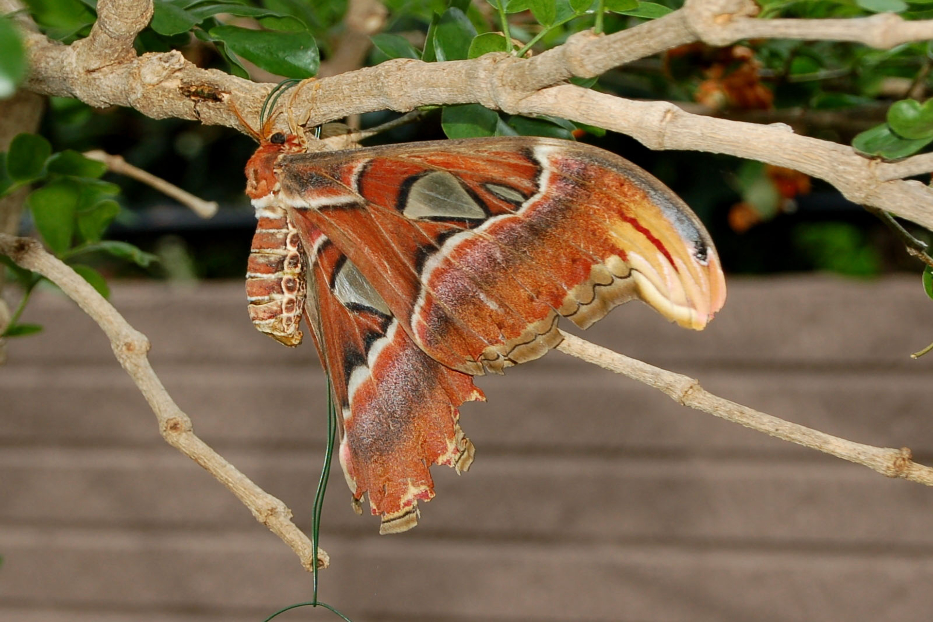 阿特拉斯蛾寿命非常短,而且没有嘴,东南亚特有的飞蛾