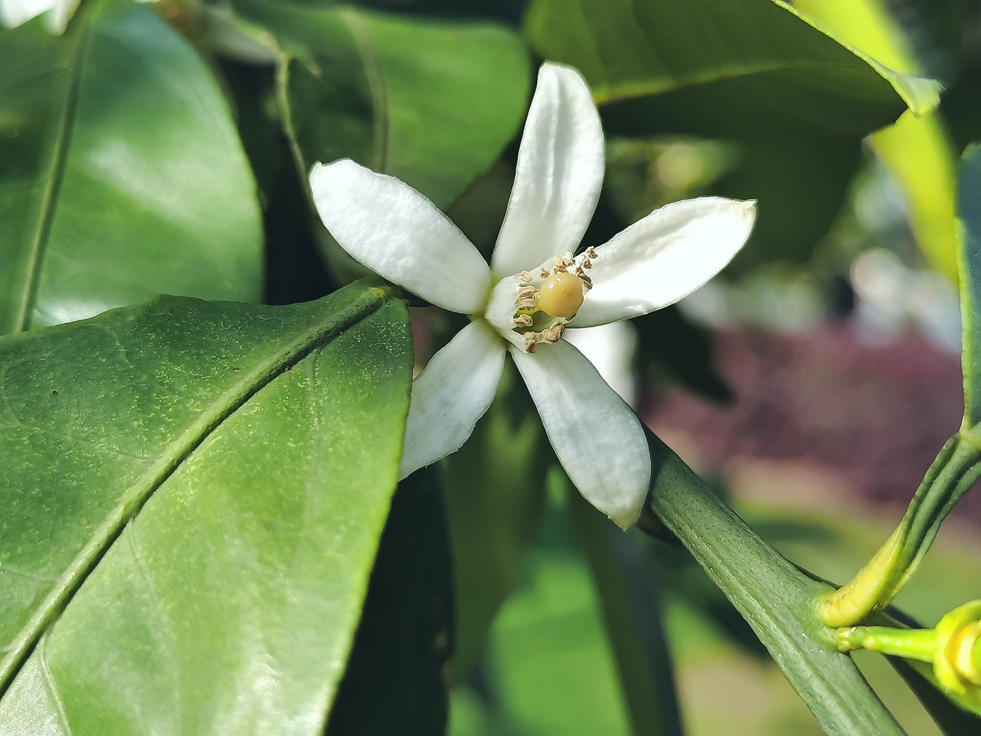 隨筆:《橘子花開,香飄橘子洲》