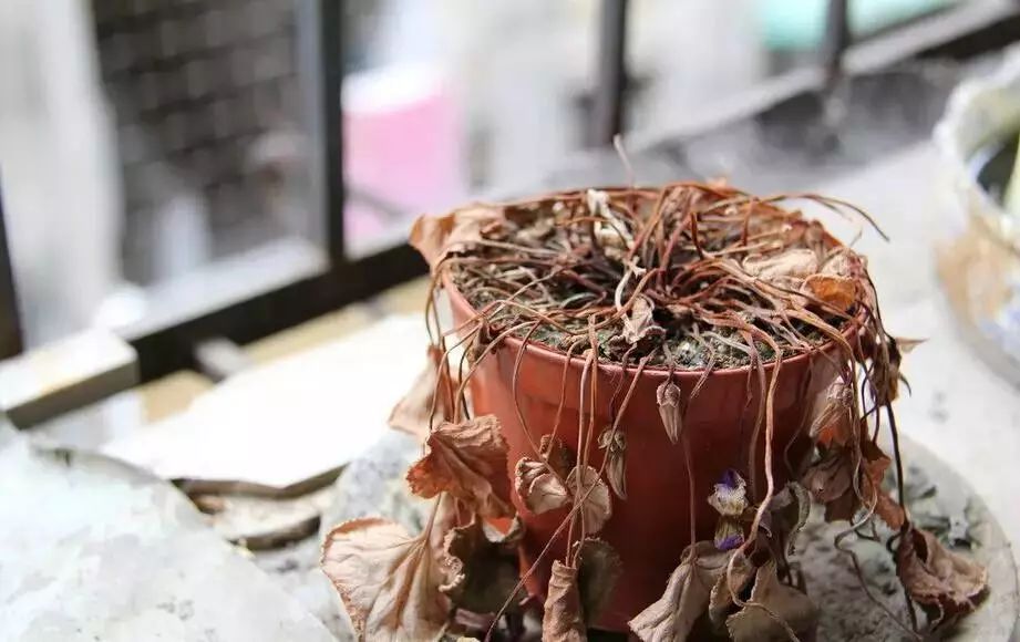 张大春272症状自检表—旧疾未愈新病又来?疾病为何接踵而至?