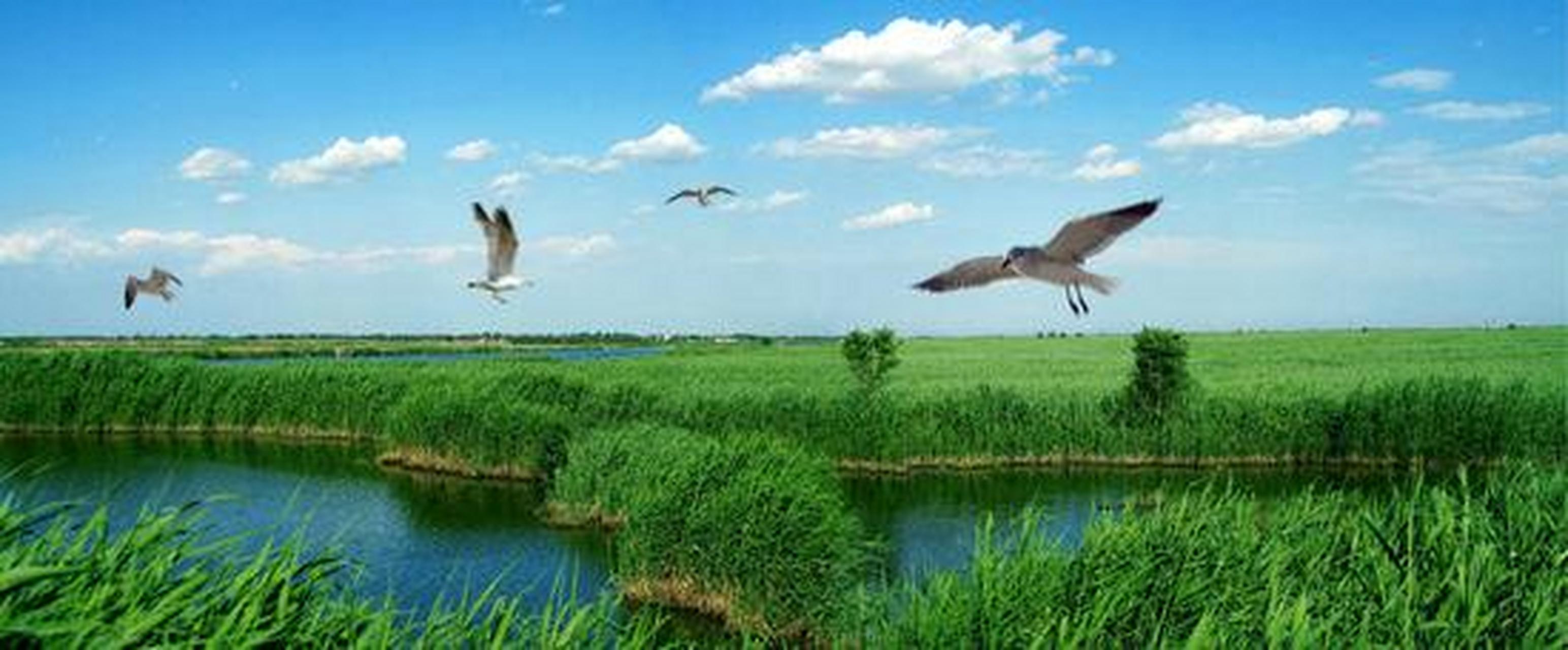 科普知识竞赛#【科普小知识】七里海国家湿地公园地处天津市东北部