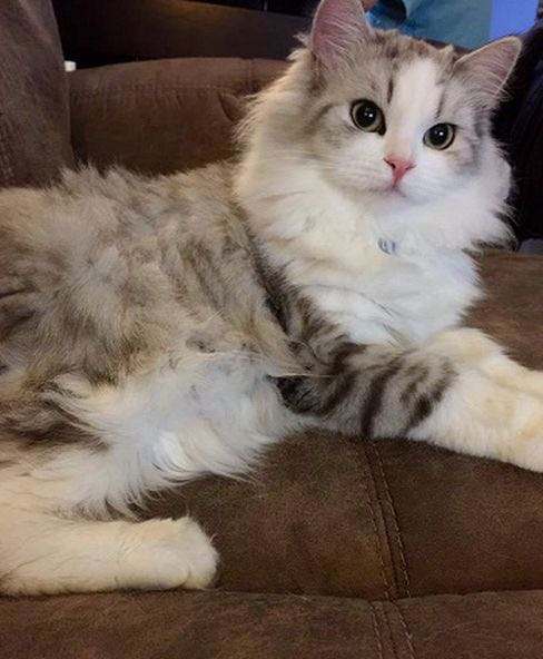 褴褛猫是个小胖子,这得益于他们结实而厚重的骨骼和丰富皮下脂肪