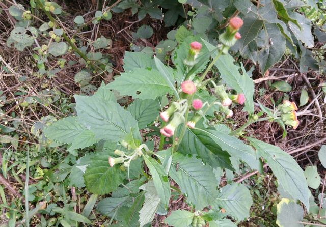 野茼蒿和蒲公英最相似的花,并且可以食用,行气养生