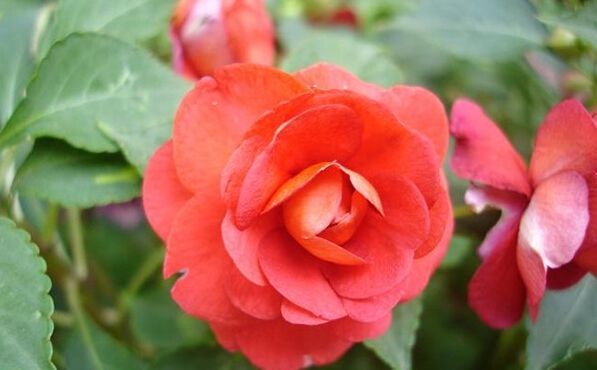花卉茶花凤仙的养殖方法及其注意事项