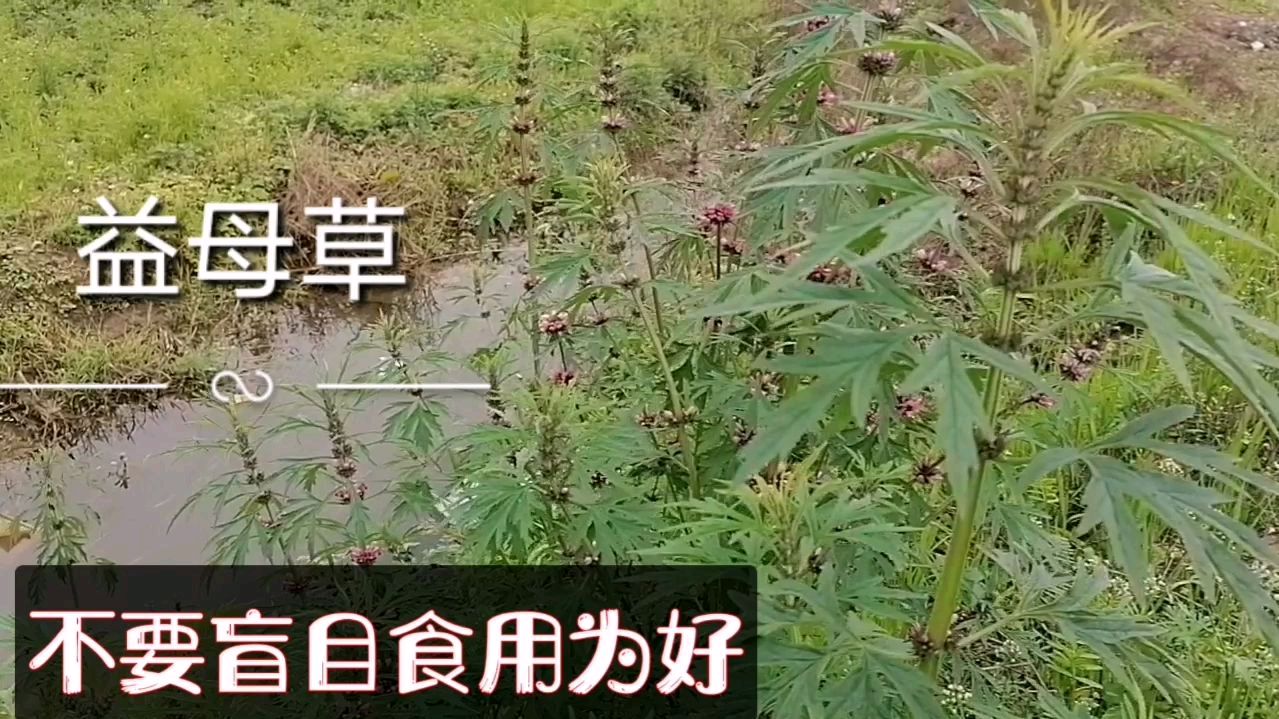 益母草吃法很多,都很好,但建议不要盲目食用