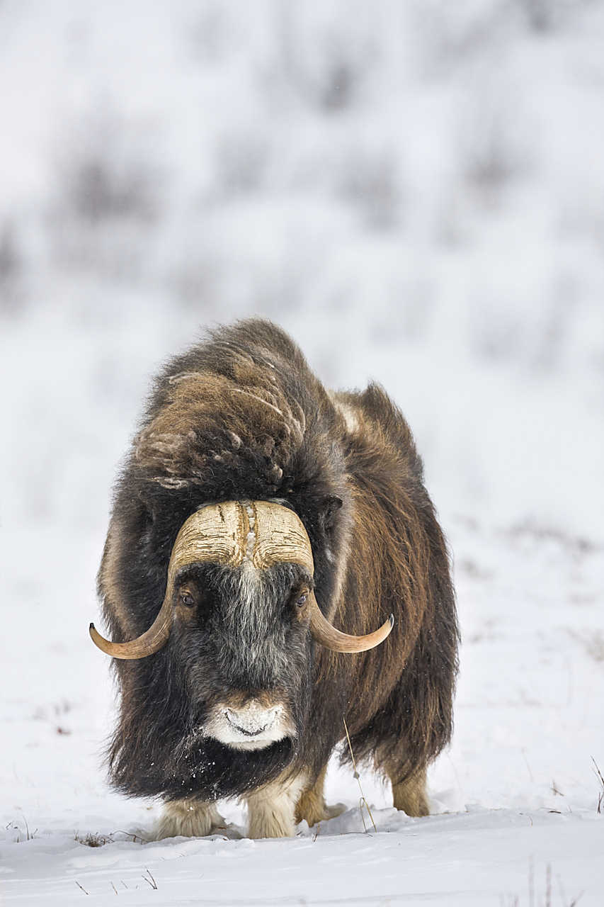 麝牛.躯体敦实.雌性略小.吻,鼻部裸露,前额有簇毛.