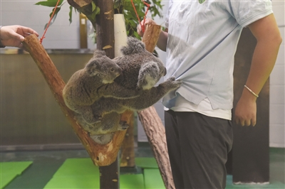 南京紅山動物園考拉寶寶稱體重 抱著媽媽不撒手