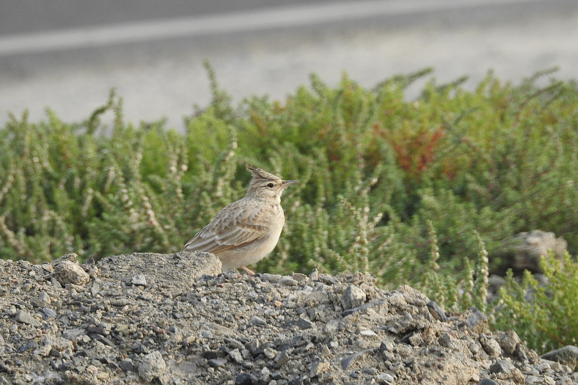 凤头百灵鸟,翅沙褐色,体棕白色;头顶黑褐色纵纹细而密,羽冠黑色长而窄