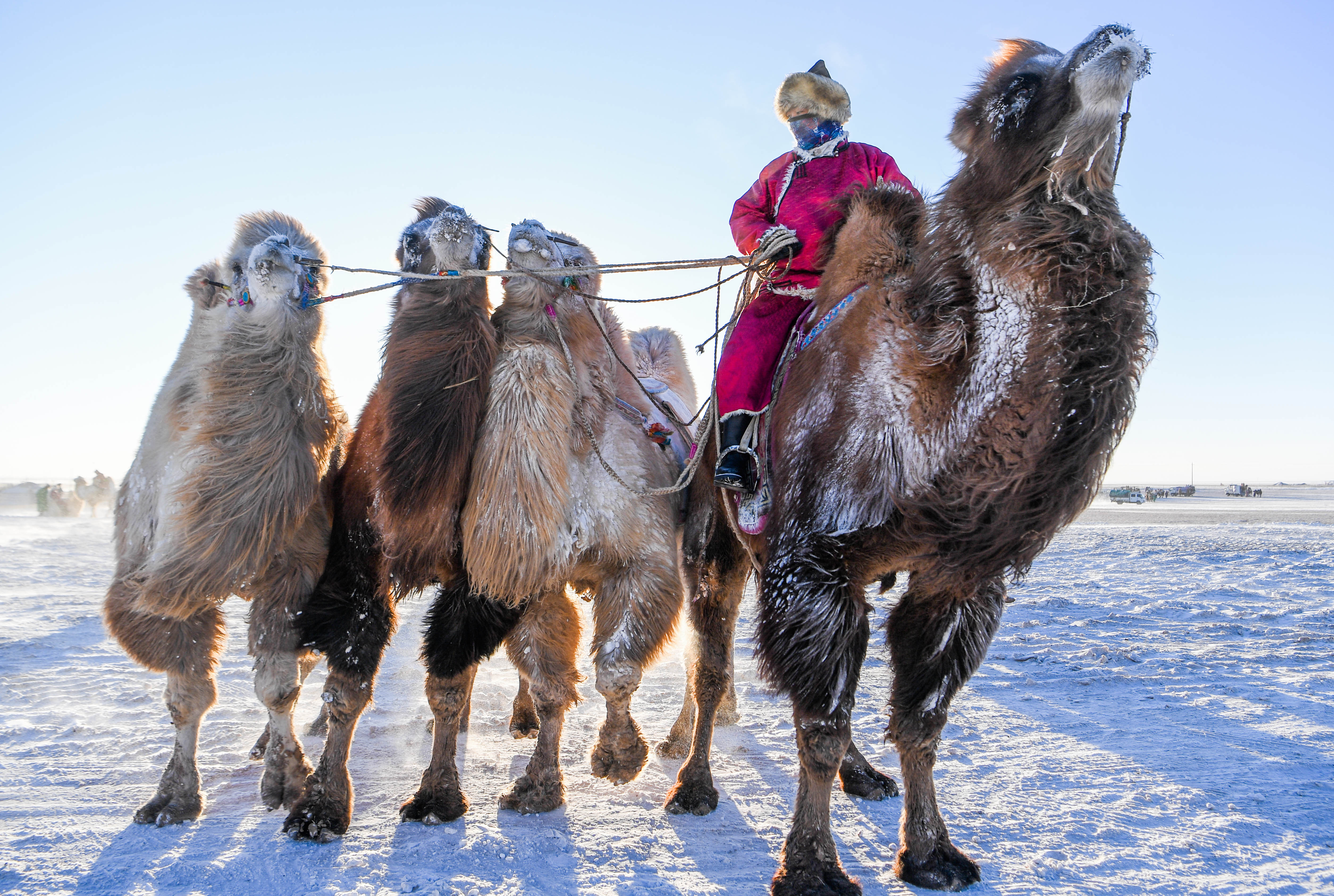 兰州拉面骆驼文化图图片