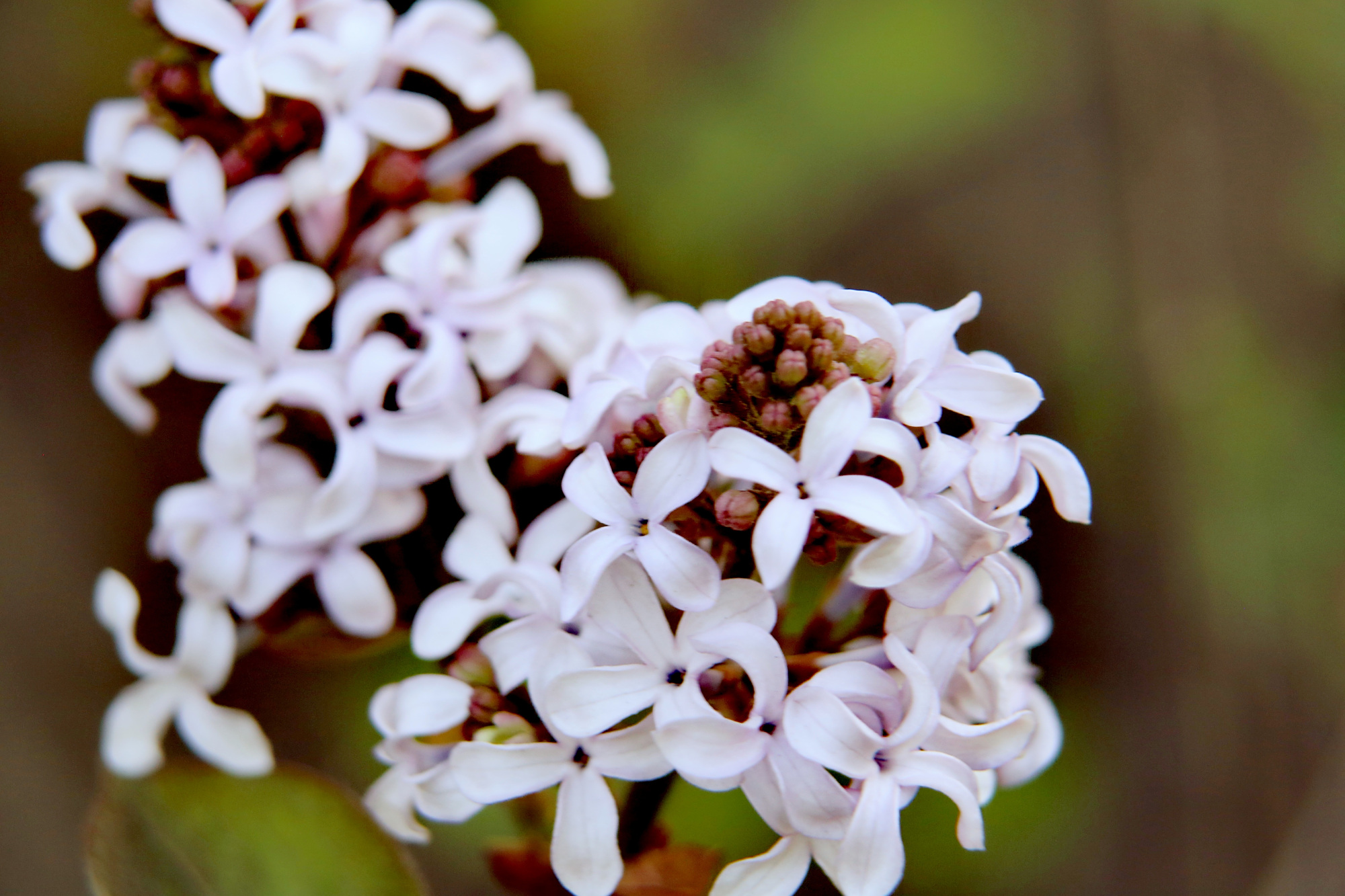 呼和浩特市花——丁香花