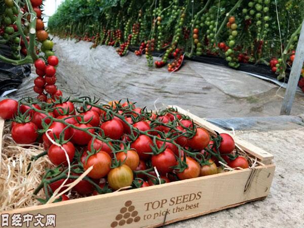 日媒:日本三井物产瞄准全球种子市场