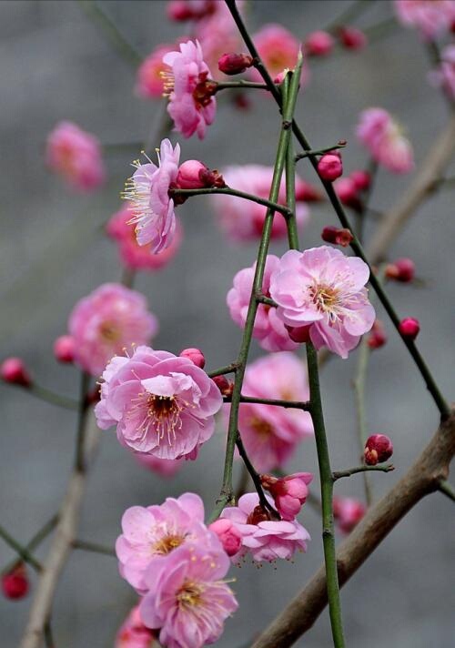 书枢密院事,让他起草诏书,范成大看着张说不顺眼,故意把诏书扣留七天