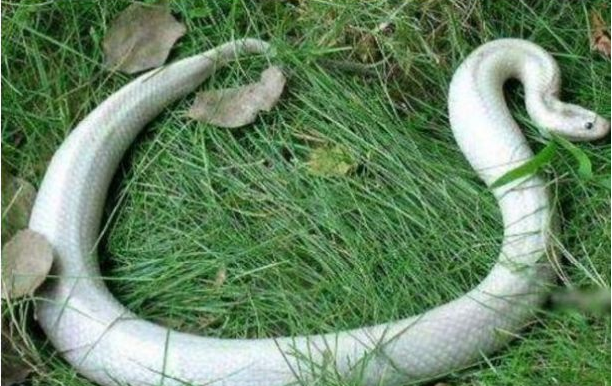 寡妇在河边救一白蛇,第二天有恶霸闯入门,莫名口吐白沫断气