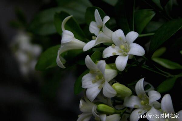 九里香什么时候开花 九里香怎么养才能开花