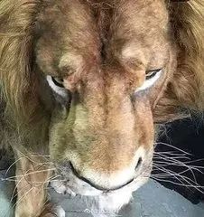 迪士尼真人版《狮子王》大电影老狮王木法沙"真容"公开!