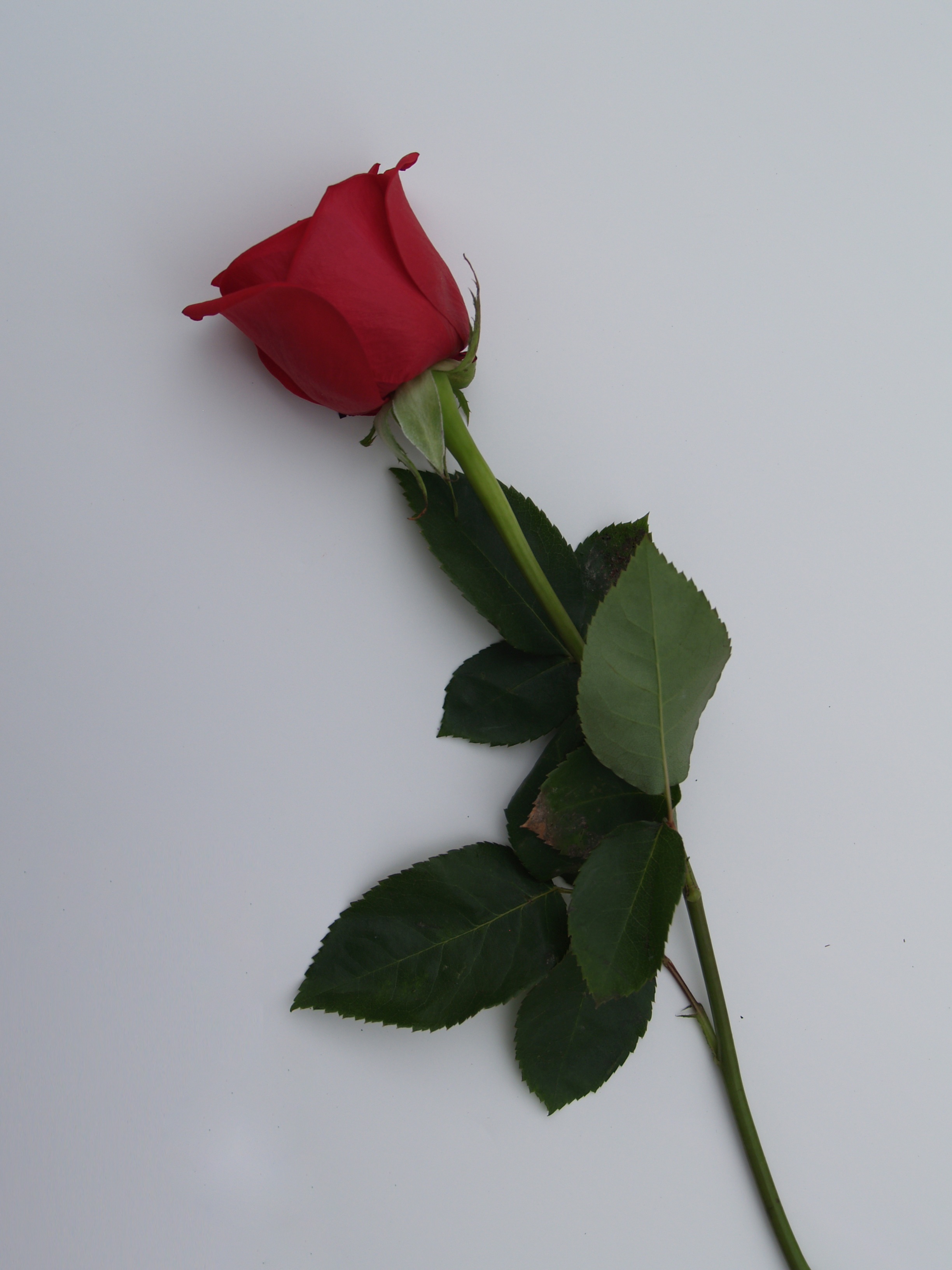 美文|送你一支玫瑰花