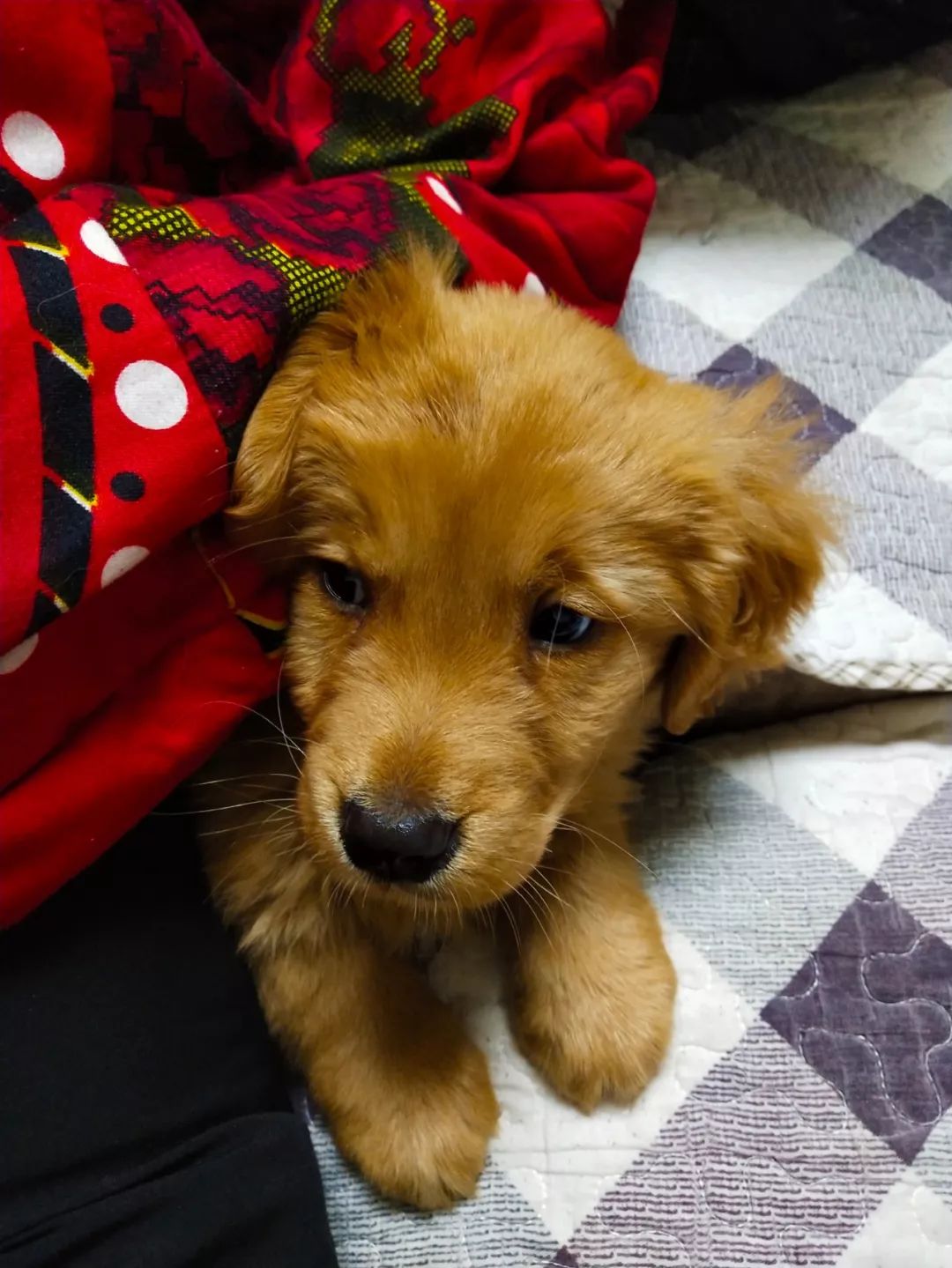 沅陵城养了10个月的金毛,带到凉水井镇乡村是一种什么体验